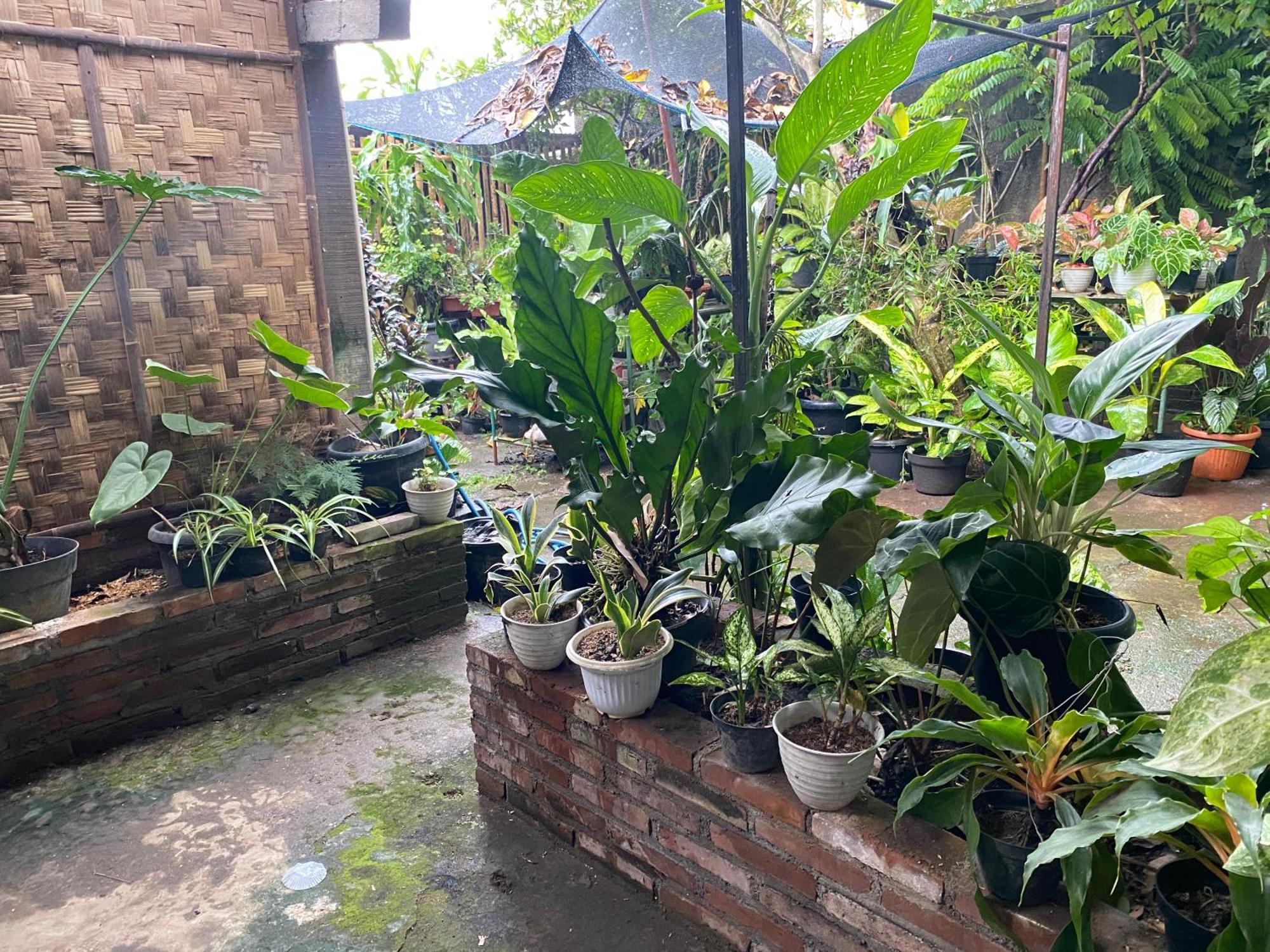 Ada Homestay Маґеланґ Екстер'єр фото